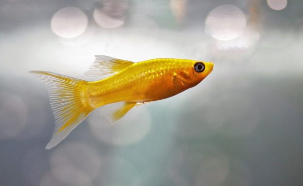 molly fish tank mates