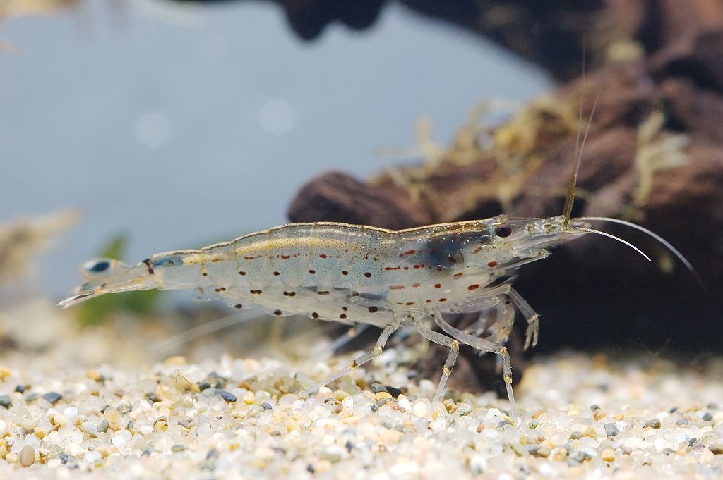 amano shrimp appearance