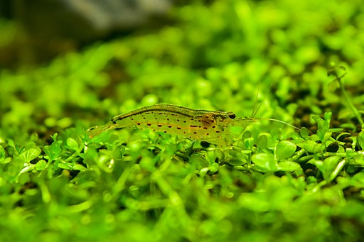 amano shrimp in planted aquarium