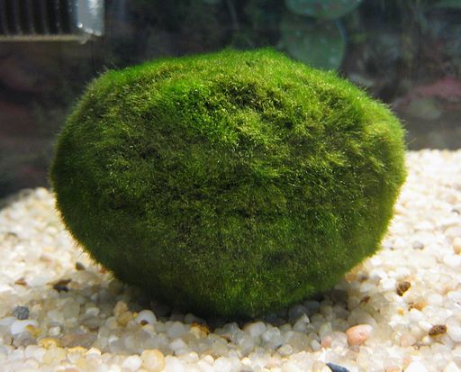 marimo moss ball