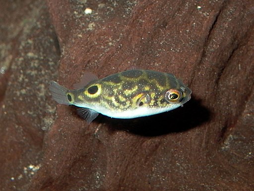 Figure 8 Puffer