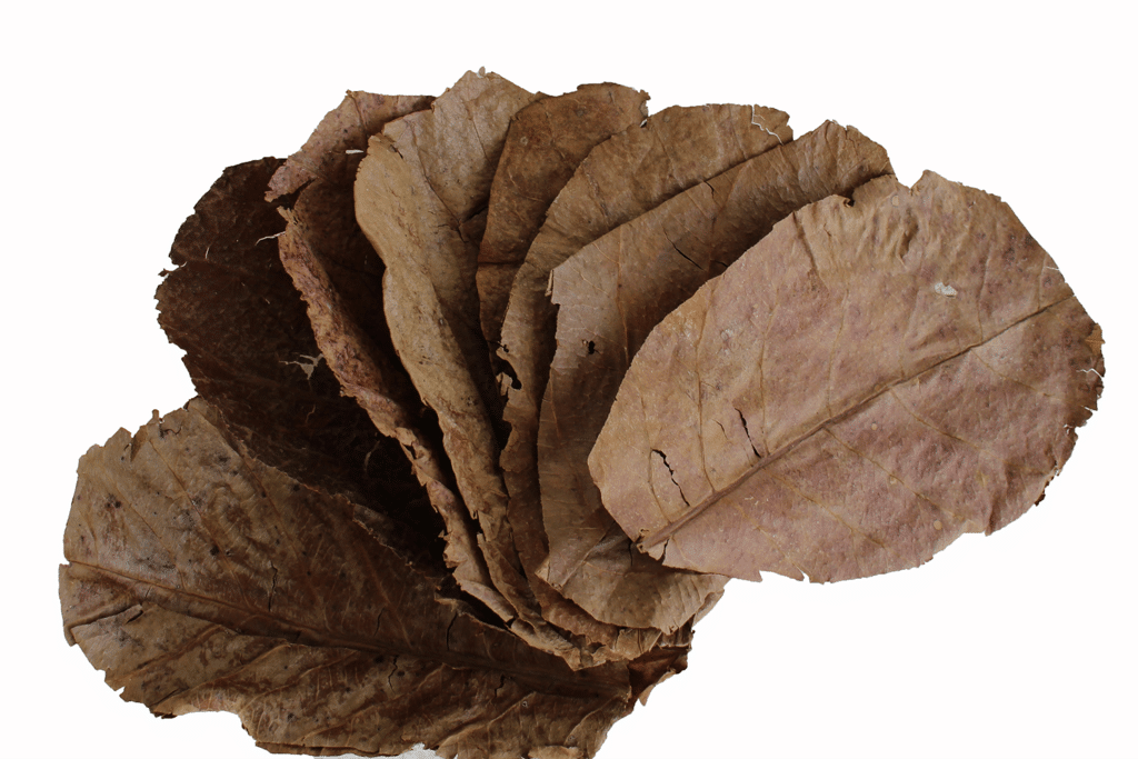 Indian Almond Leaves