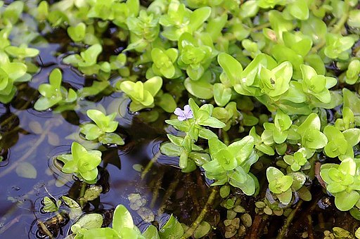 Lemon Bacopa