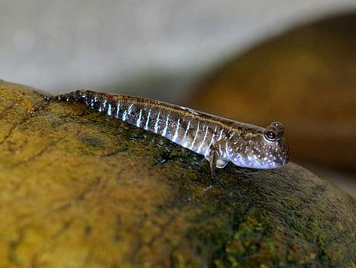 mudskipper