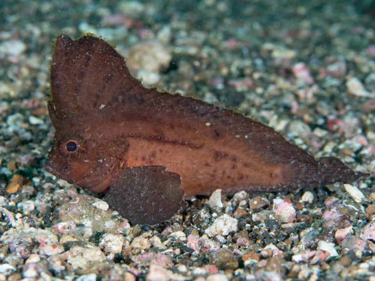 14 Awesome Brackish Water Fish for Aquariums (Species Guide)