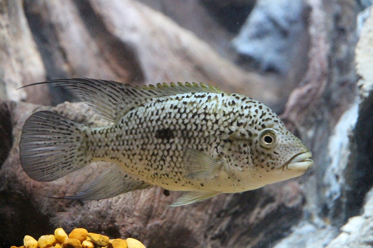 large non aggressive freshwater fish