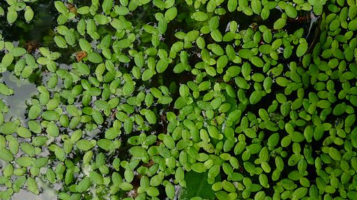 duckweed