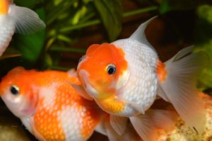 goldfish in a bowl