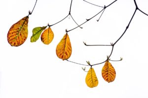 Indian almond leaves