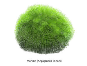 marimo moss ball