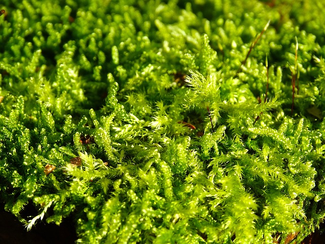 peacock moss