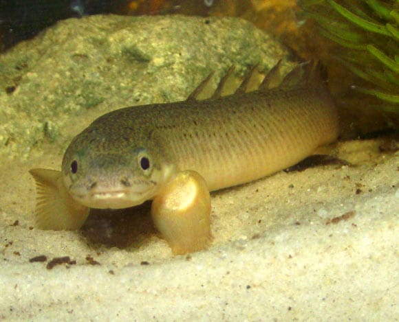 small tropical fish that can live in brackish water