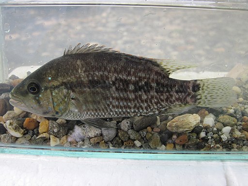 Caquetaia Umbriferus