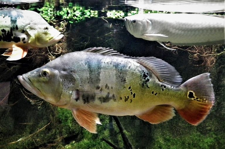 aggressive freshwater fish aggressive freshwater fish