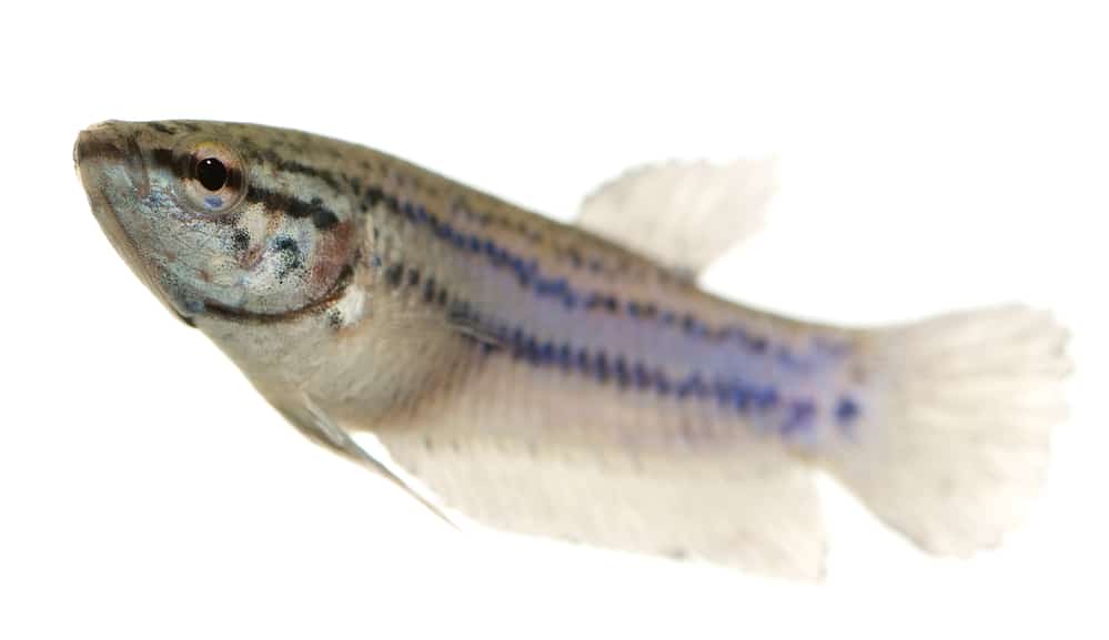 imbellis betta fish