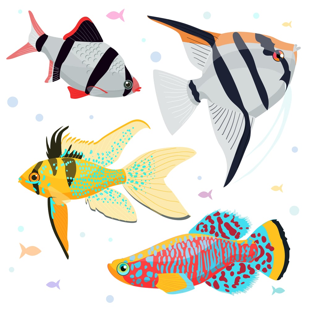 draw a fish and find it in the virtual aquarium draw a fish and find it in the virtual aquarium