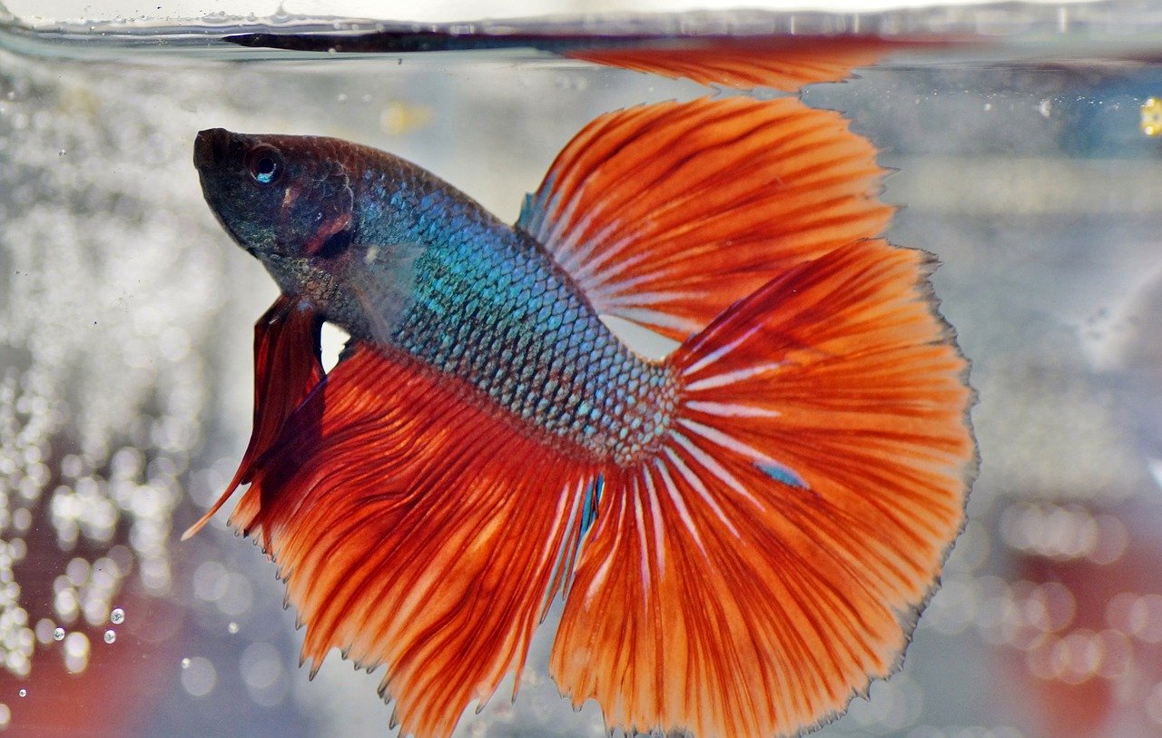 Do Betta Fish Need a Filter? Build Your Aquarium