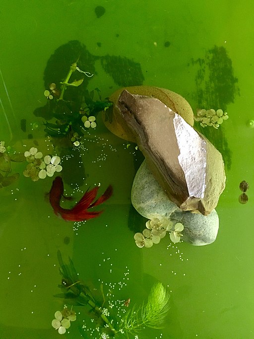 réservoir de Betta avec des plantes