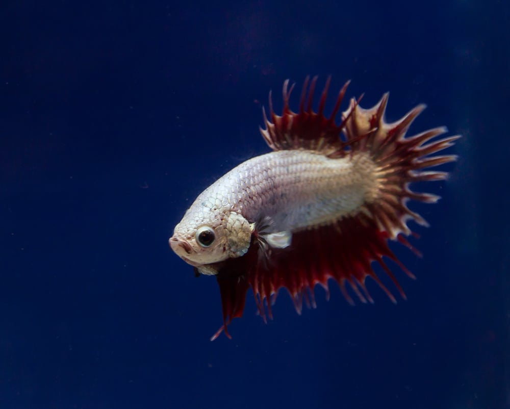 combtail betta fish