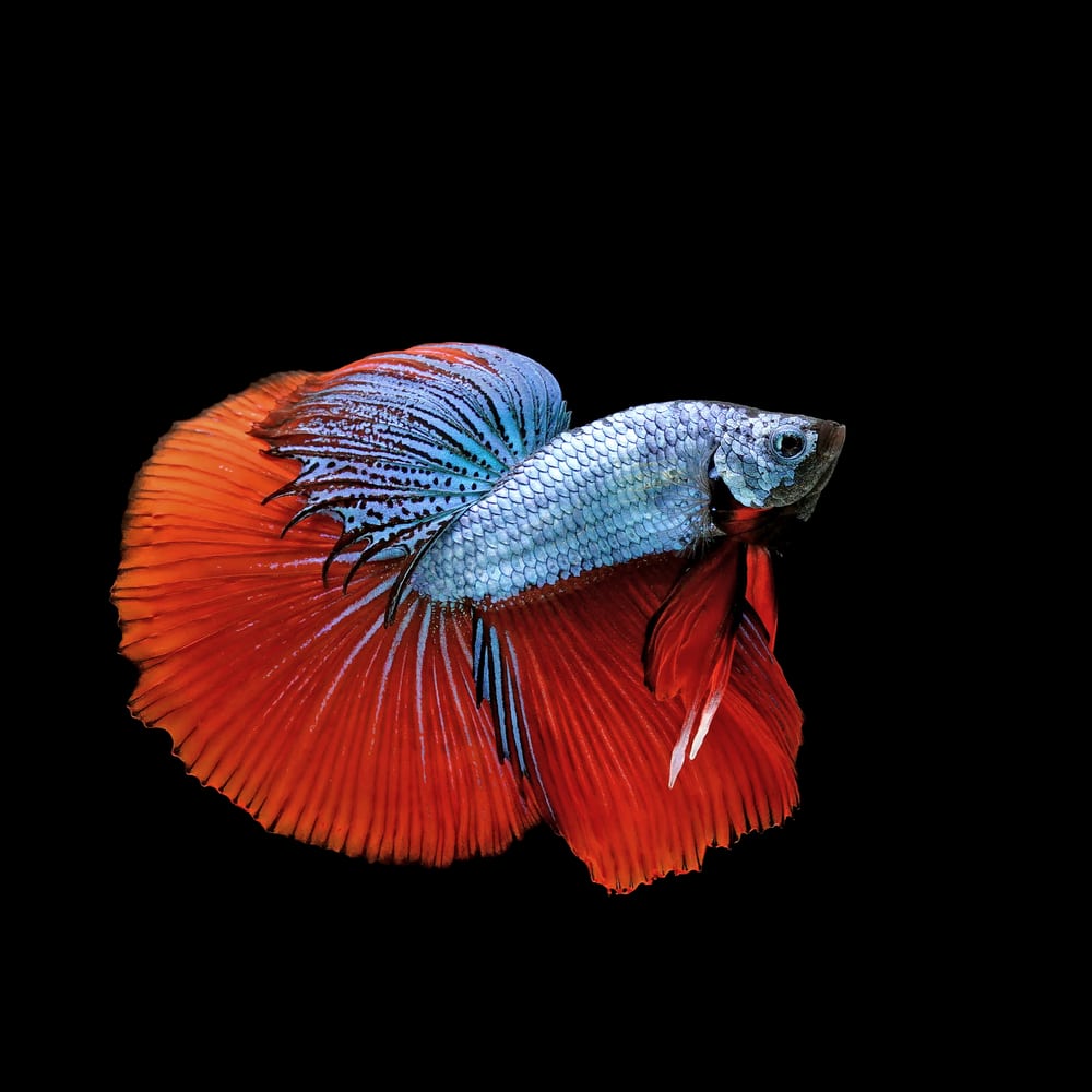 Dragonscale Betta