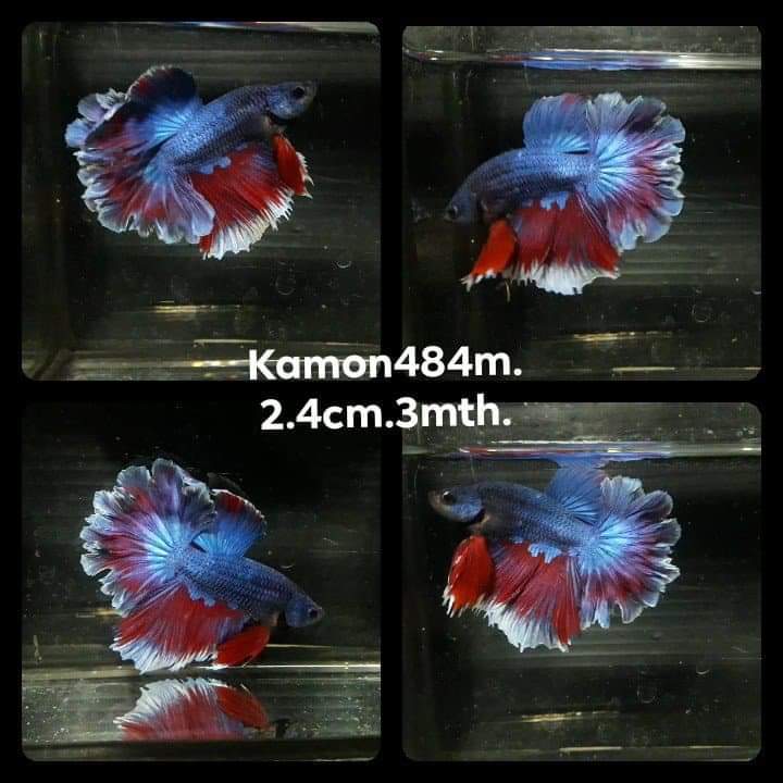 feathertail betta