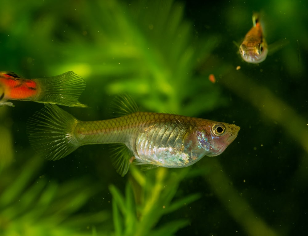 female guppy