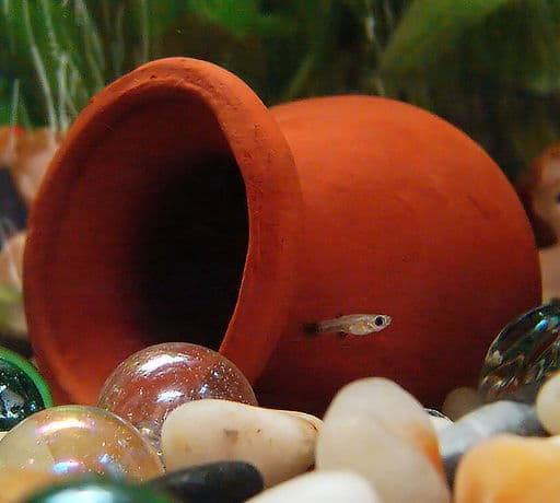 guppy fry