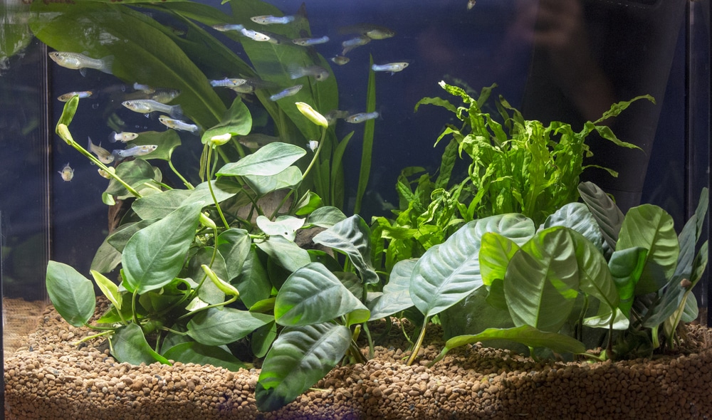 Beautiful planted aquarium with Guppies fishes