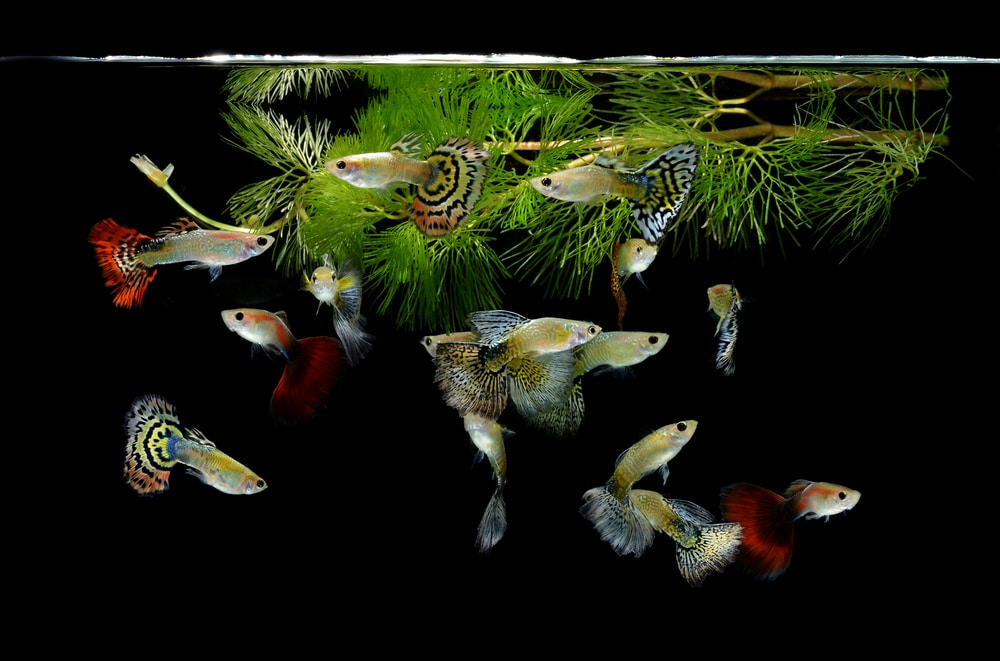 livebearer community tank