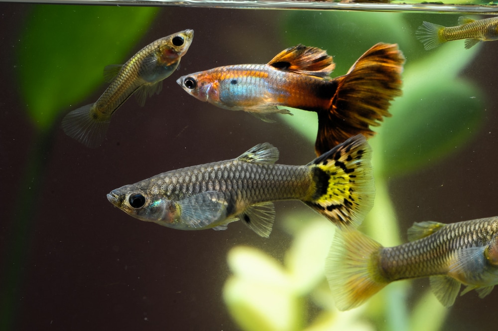 male and female guppy. 