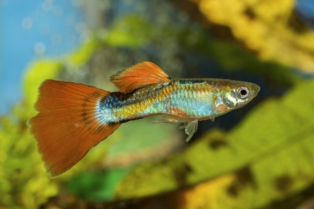 male guppy