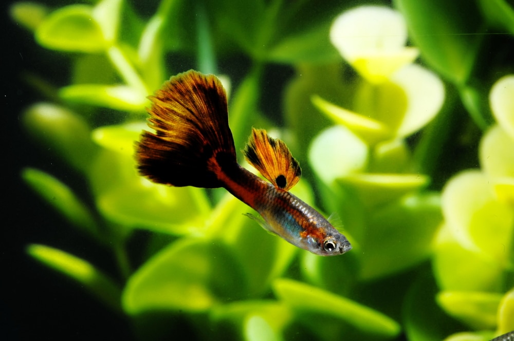 male guppy