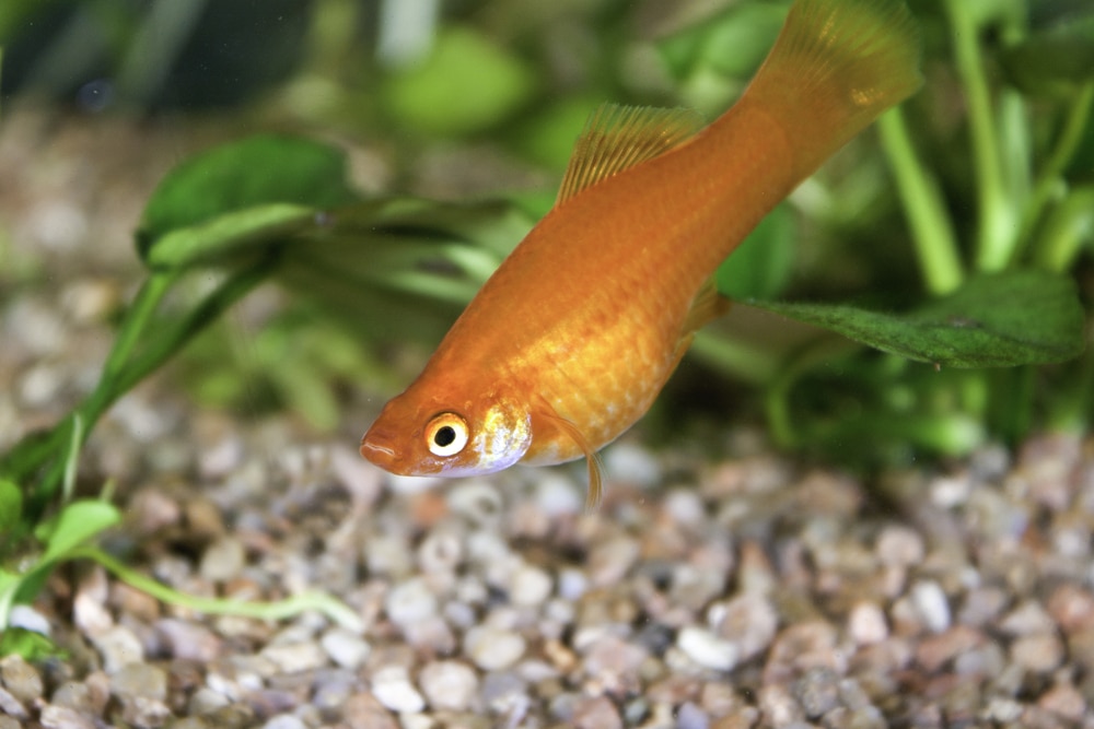 Common Platy