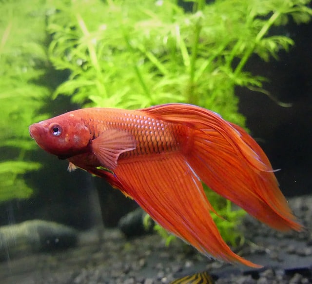 cellophane betta for sale