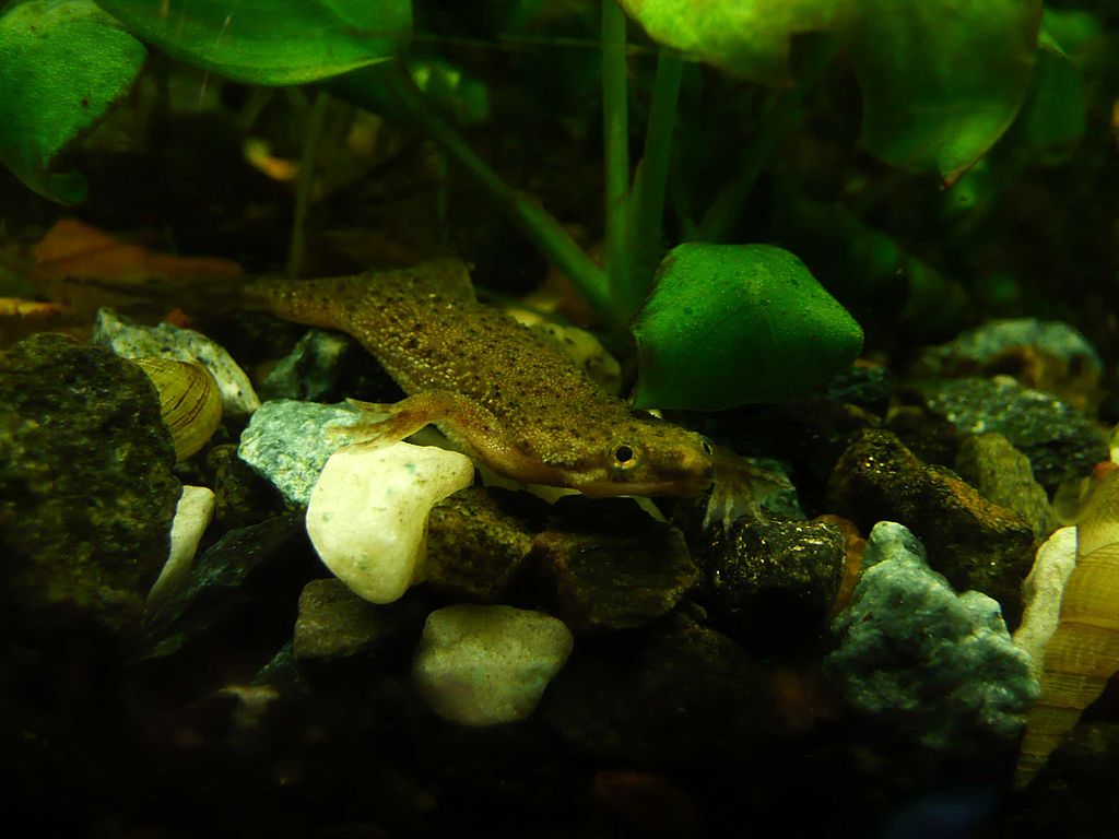 african dwarf frog