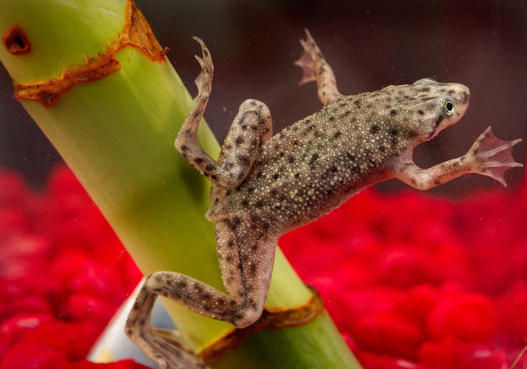 African dwarf frog