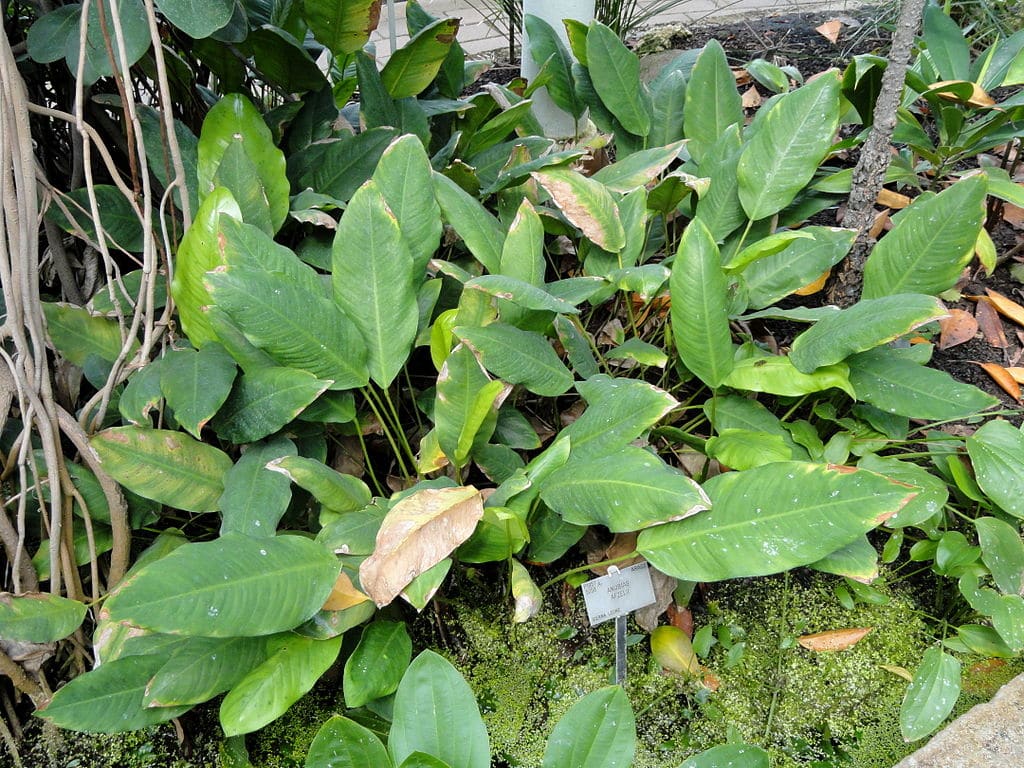 Anubias afzelii