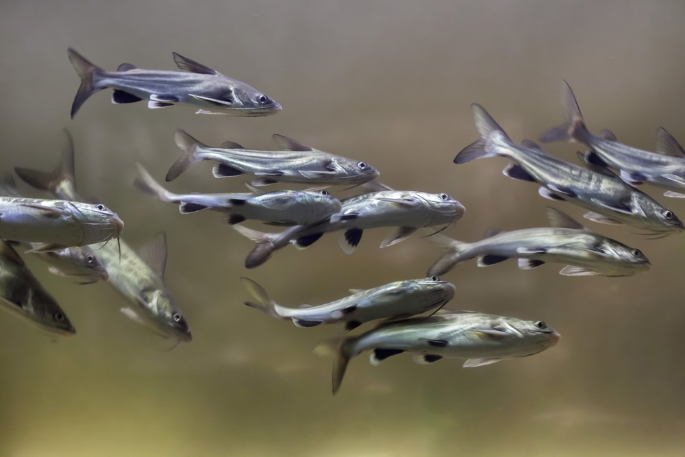 Tete sea catfish (Ariopsis seemanni), also known as the Colombian shark catfish.