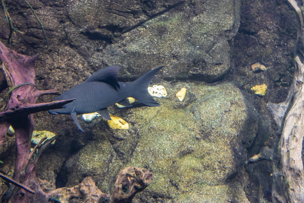 black freshwater aquarium shark