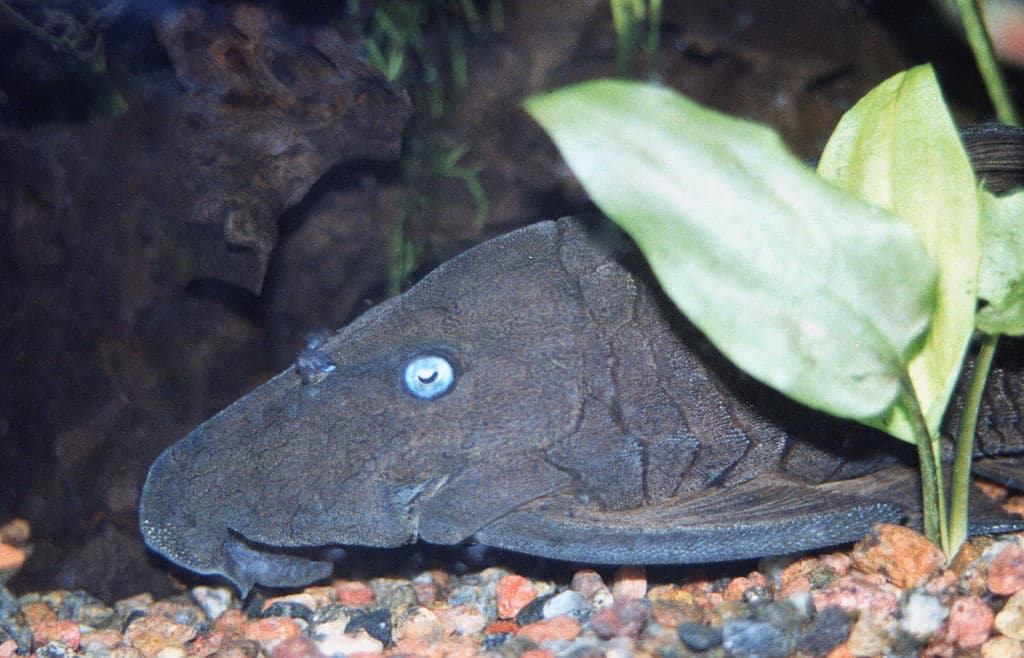 Panaque cochliodon blue eyed pleco