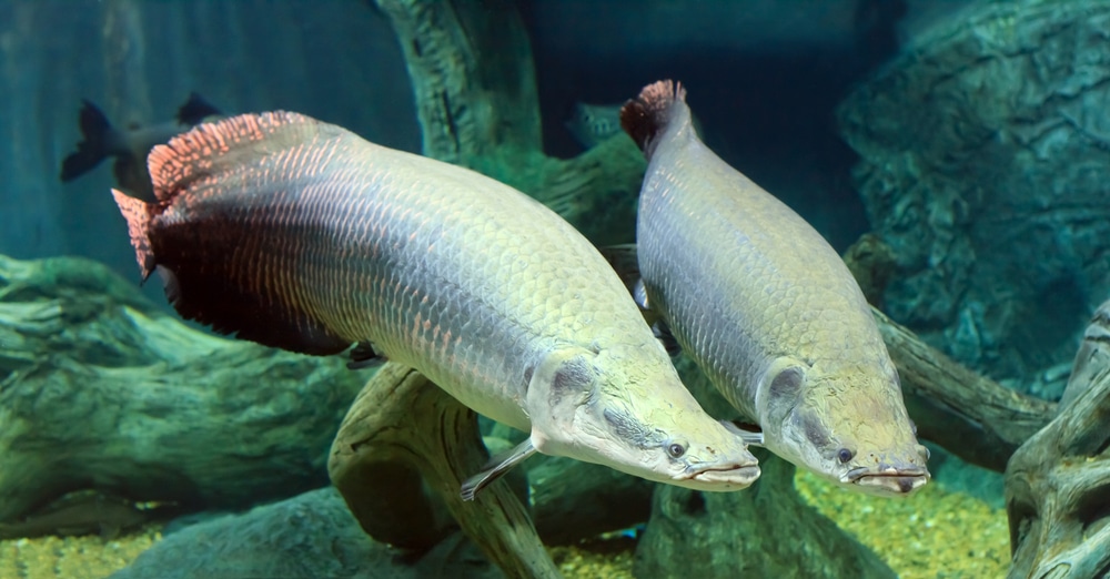 large two Arapaima fish in the Amazon under water