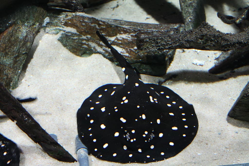 Potamotrygon leopoldi stingray