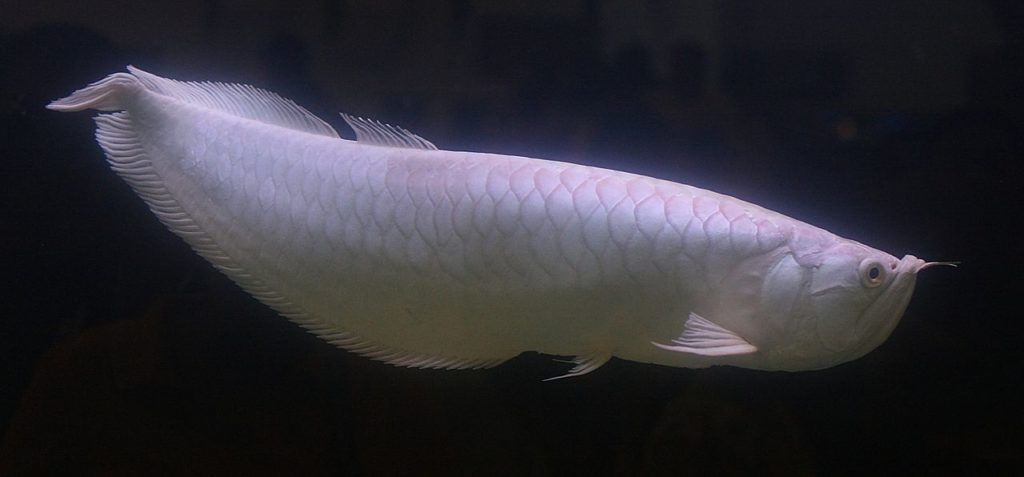 albino asian arowana