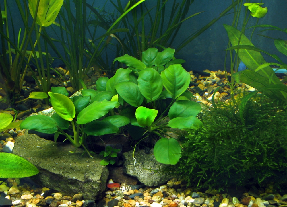 Anubias in a aquarium