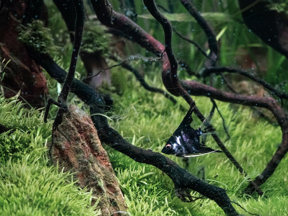 angelfish inside aquarium with driftwood