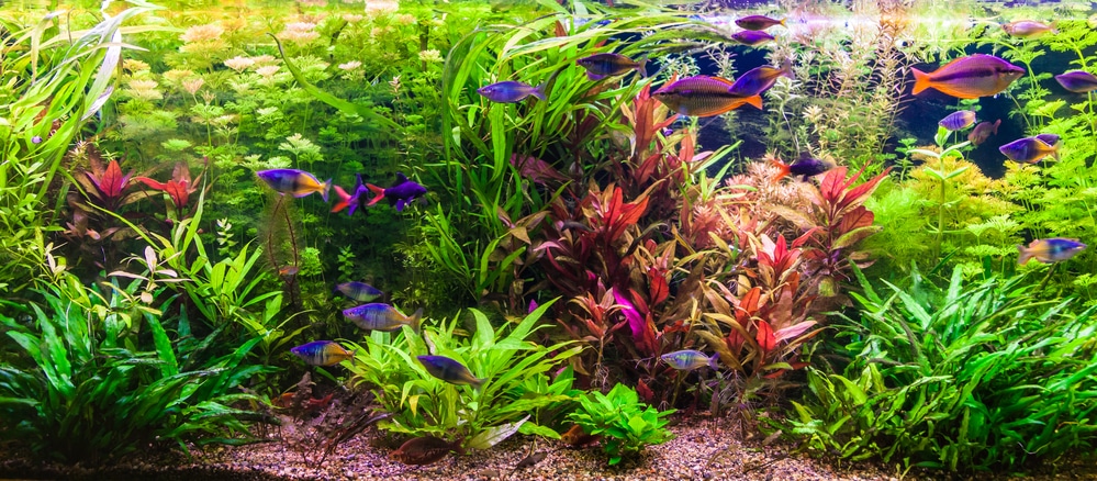 dutch style aquascape with aquatic plant