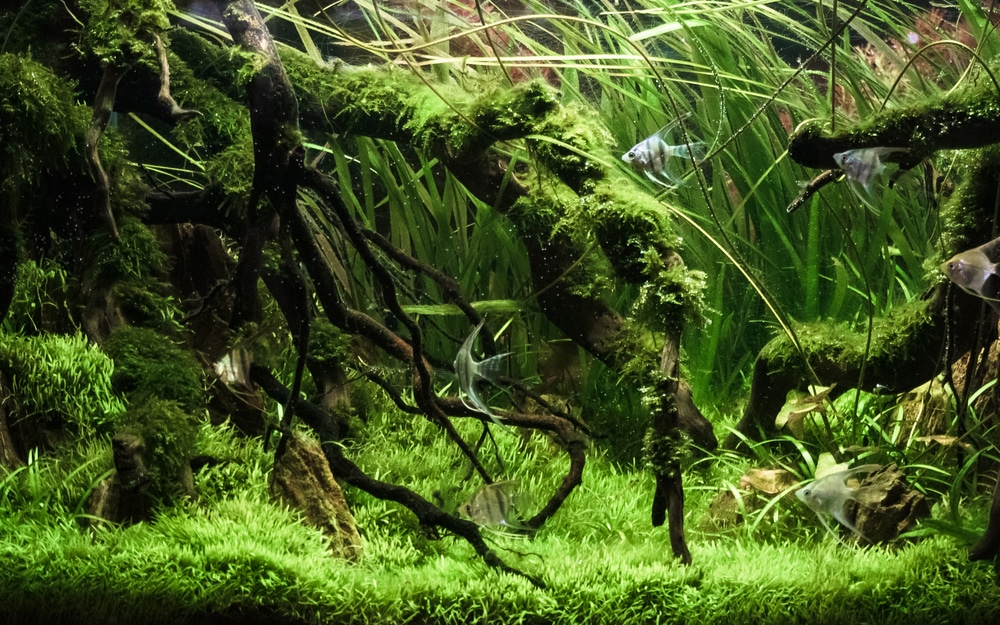 Nature (Amano) Style Aquascape