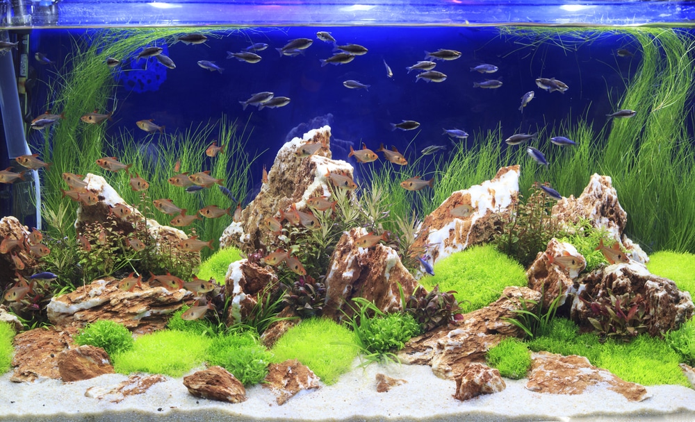 aquascape with rocks