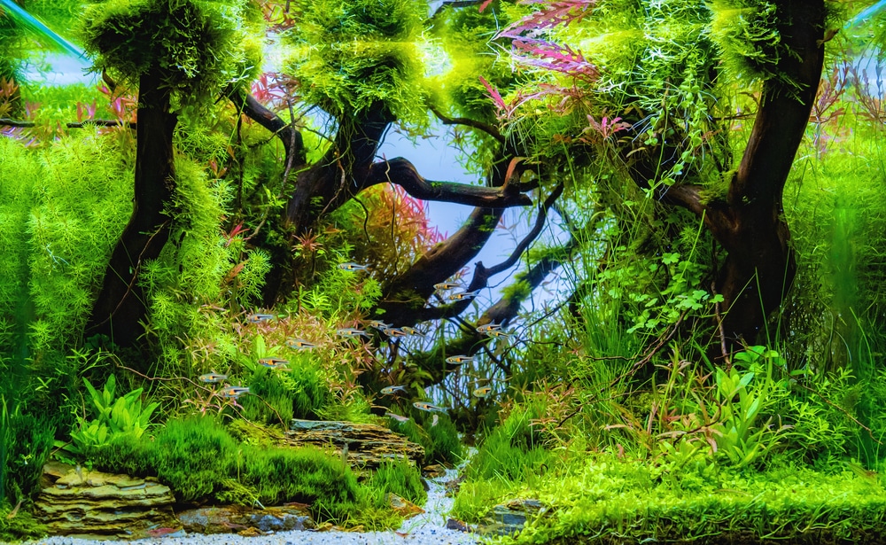 The Ultimate Beginner's Guide to Aquascaping Your Aquarium