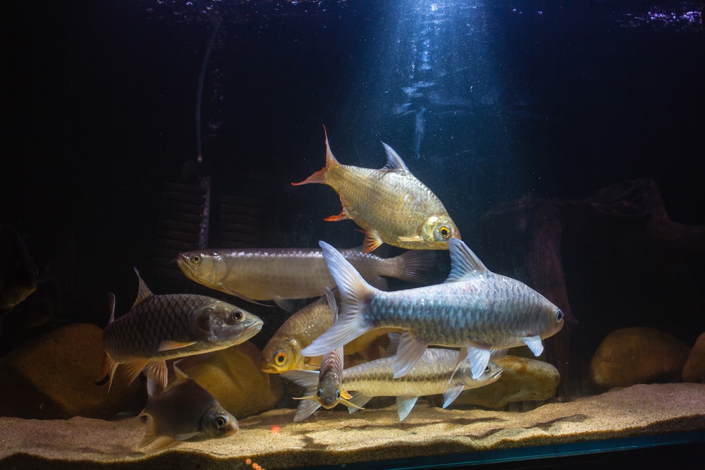 arowana with tank mates in large predator aquarium